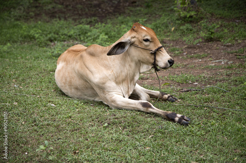  calf  lying on the grass © maewjpho