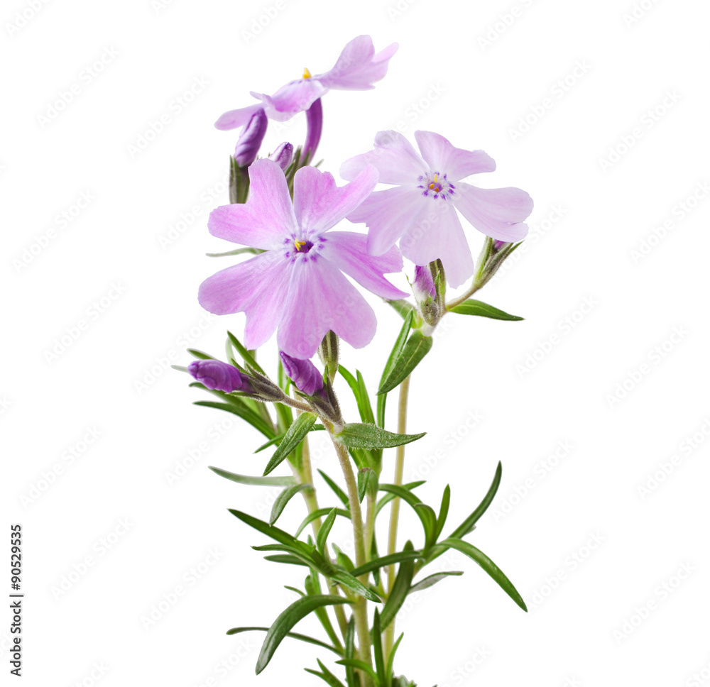 Obraz premium Phlox subulata ( Moss phlox, Rock pink) isolated on white background