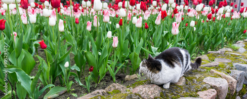 cat tulips flowers