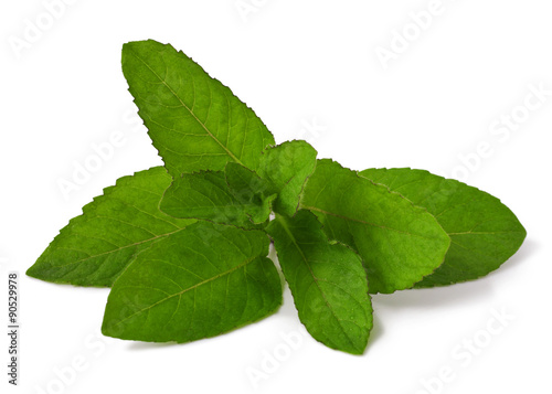 mint isolated on a white background