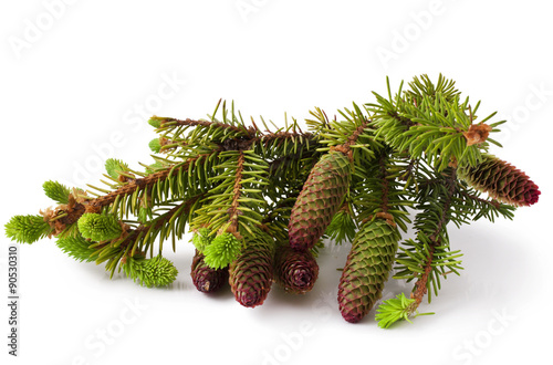 Fir branch with cone on white background photo
