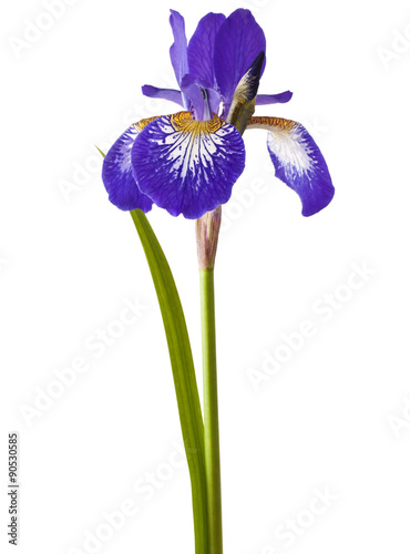 Flower of Iris sibirica on a white background photo