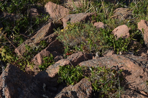 Collines d'Esterel