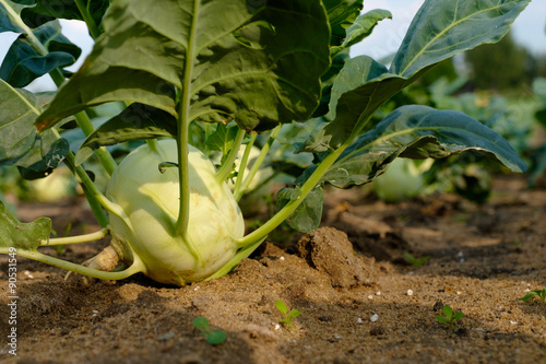 kohlrabi