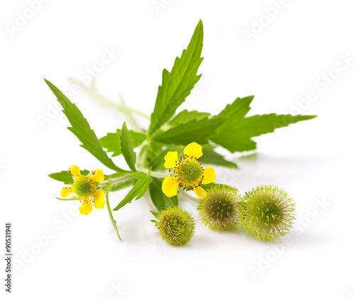 Wood avens (Geum urbanum) on white background 