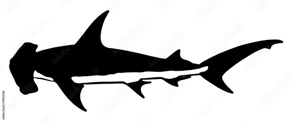 Fototapeta premium サメ、シュモクザメ
