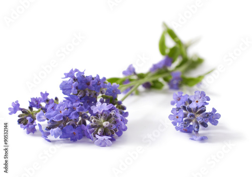 Bunch of lavender flowers isolated on a white background 