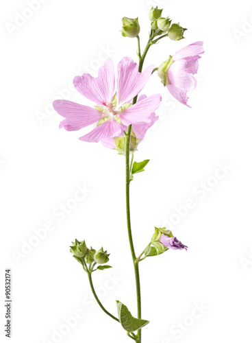 pink malva flower isolated on white background