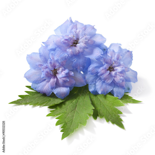 Photo Blue delphinium flower with green leaves on white background