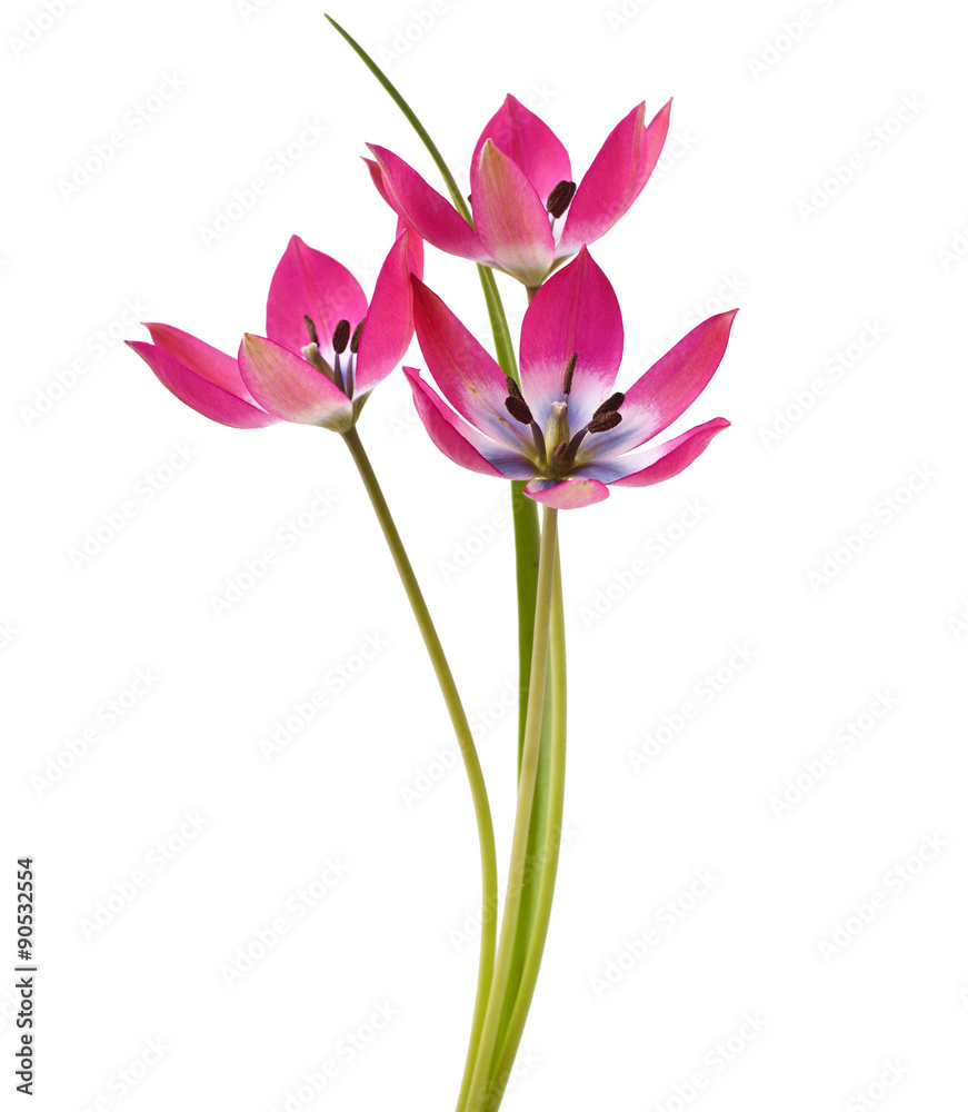 Red and White Tulip Isolated on White Background ( Tulip Tarda ) Red and White Tulip Isolated on White Background ( Tulip Tarda )
