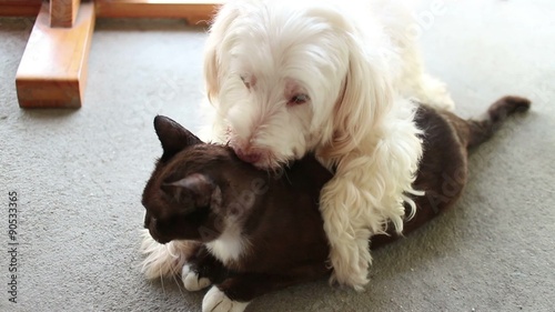Medium frontal angle of white dog pinning down, straddling, and kissing and licking its black cat lover/best friend