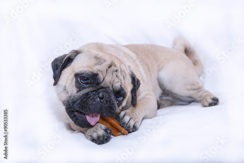 Obraz na płótnie Cane carlino con osso su sfondo bianco w salonie