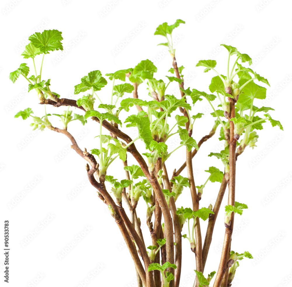 Obraz premium Currant twig with sprouts on white background