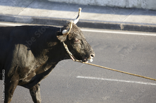 Traditional azores bullfighting feast in Terceira. Azores. Toura photo