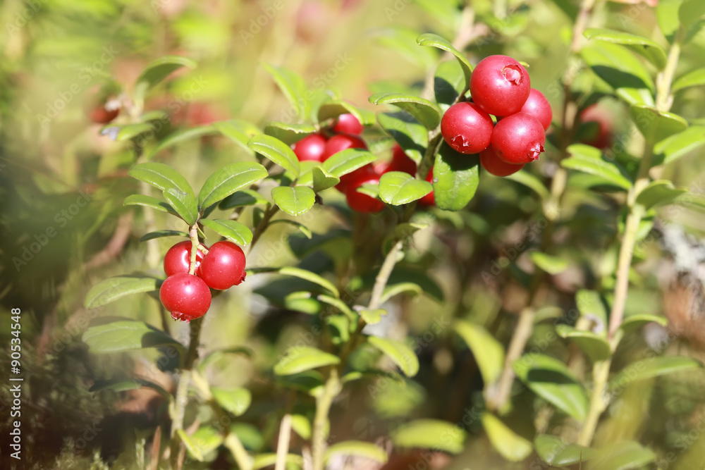 Berries of the forest lingonberry (cowberry, cranberry, red bilberry) closeup