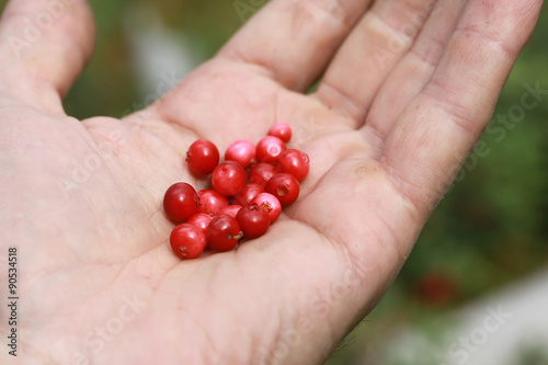 Berries of the forest lingonberry (cowberry, cranberry, red bilberry)  on the palm © larineb
