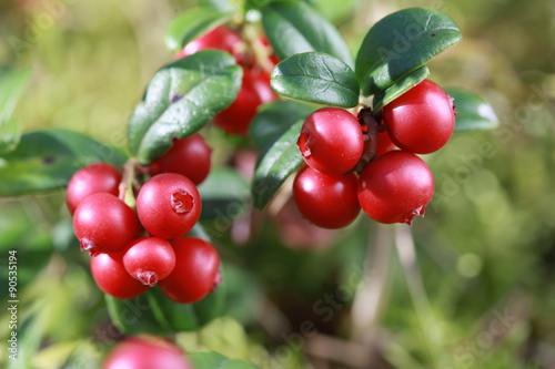 Berries of the forest lingonberry (cowberry, cranberry, red bilberry) closeup photo