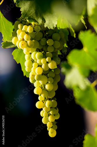  Grapes in the vineyard , winery, wine, morning, photo