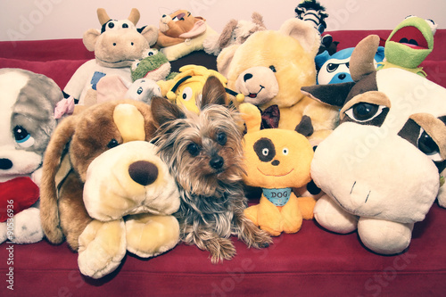 pero Yorkshire terrier con peluches