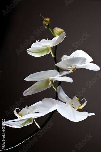Fototapeta Naklejka Na Ścianę i Meble -  White Orchid, Phalaenopsis