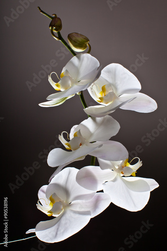 White Orchid, Phalaenopsis