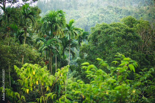 Fototapeta Naklejka Na Ścianę i Meble -  jungle of Thailand
