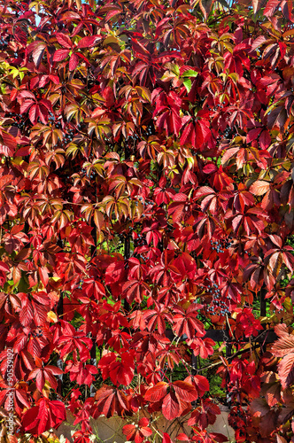 Wild grape leaves, natural seaasonal autumn vintage background