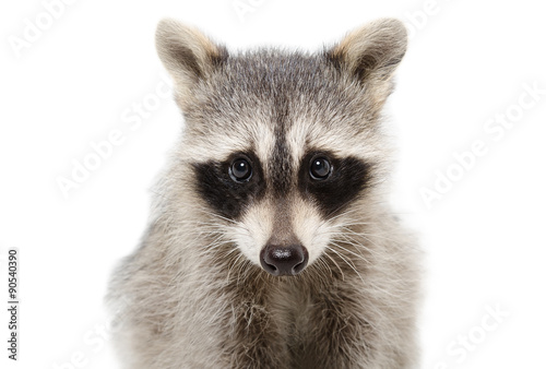 Portrait of a raccoon closeup isolated on white background © sonsedskaya