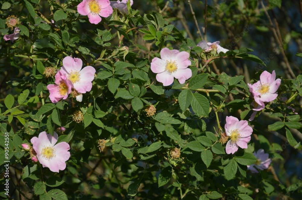 Naklejka premium Лето 2015