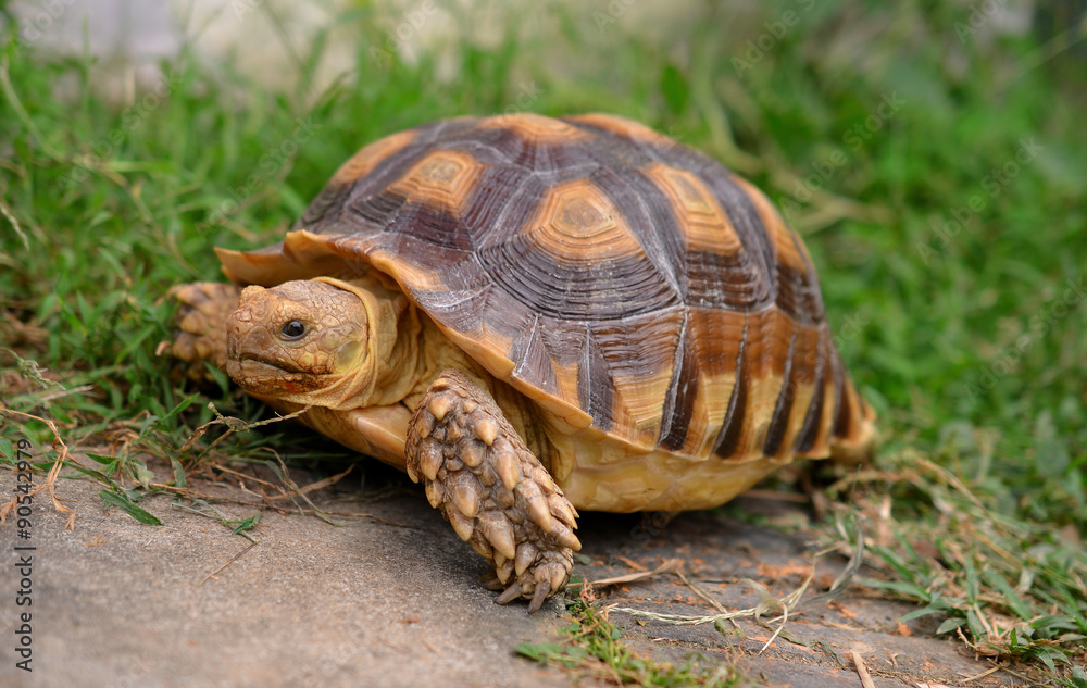 turtle turtle