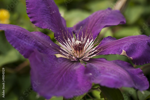 large dark purple clematis or traveller's joy flower photo