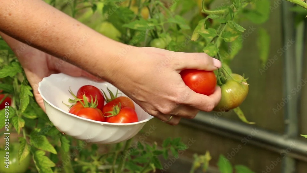 Collecting red tomato from plant inside hothouse, closeup
