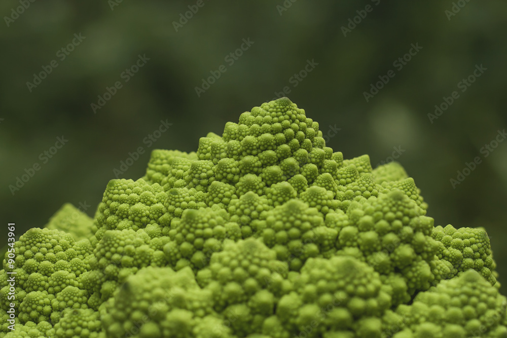 romanesco broccoli with logarithmic spirals with fibonacci numbe romanesco broccoli with logarithmic spirals with fibonacci numbe