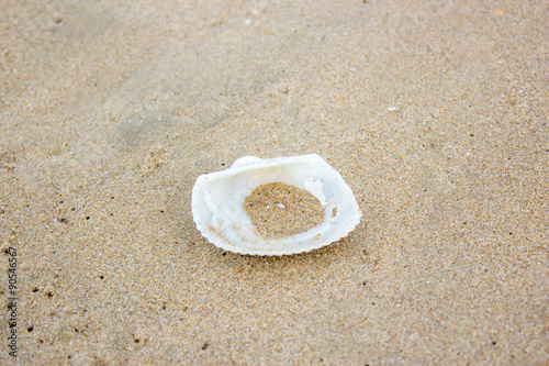 shell sea on sand beach
