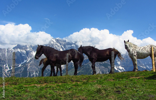 Pferde in den Bergen