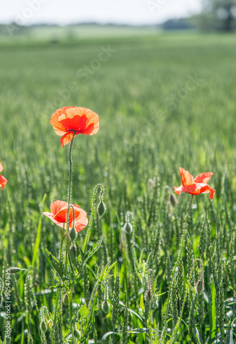 Field of red dainty poppies.