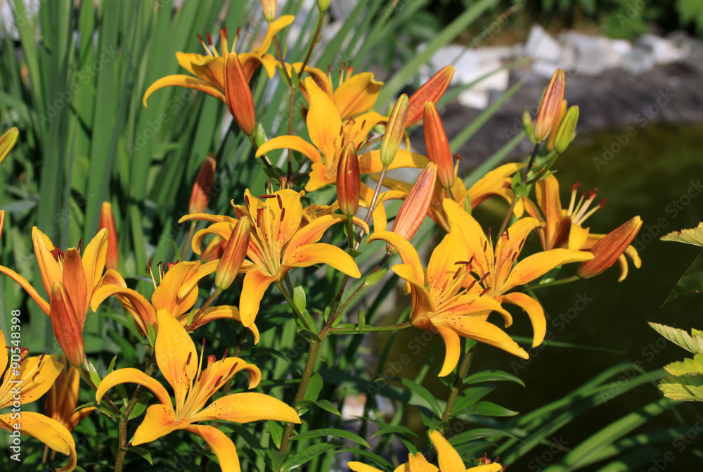 Liliums (lily) in the garden in summer time Liliums (lily) in the garden in summer time