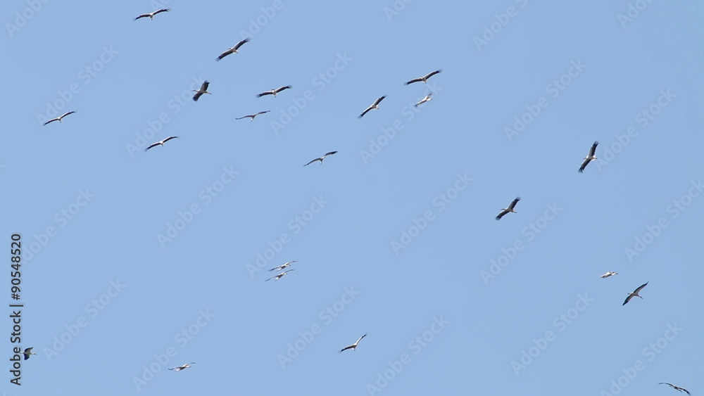 Migrating big flock of Flying Storks. Migration of Flying large group of birds. Migrating big flock of Flying Storks. Migration of Flying large group of birds.