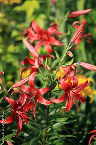 Liliums (lily) in the garden in summer time