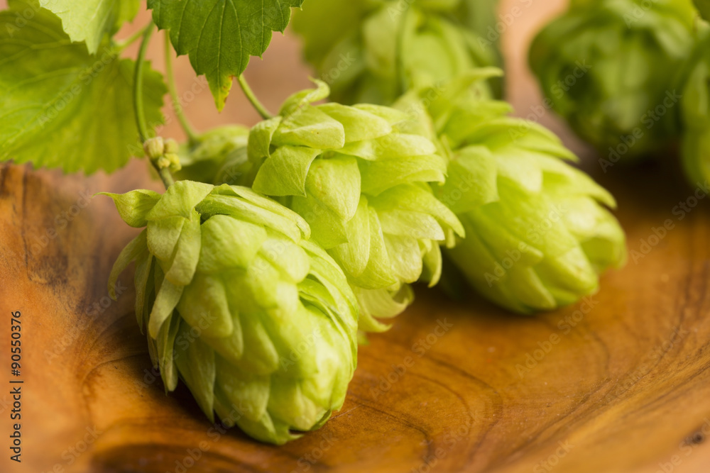 Fresh green hop cones