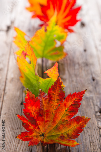 Autumn maple leaves on gray...