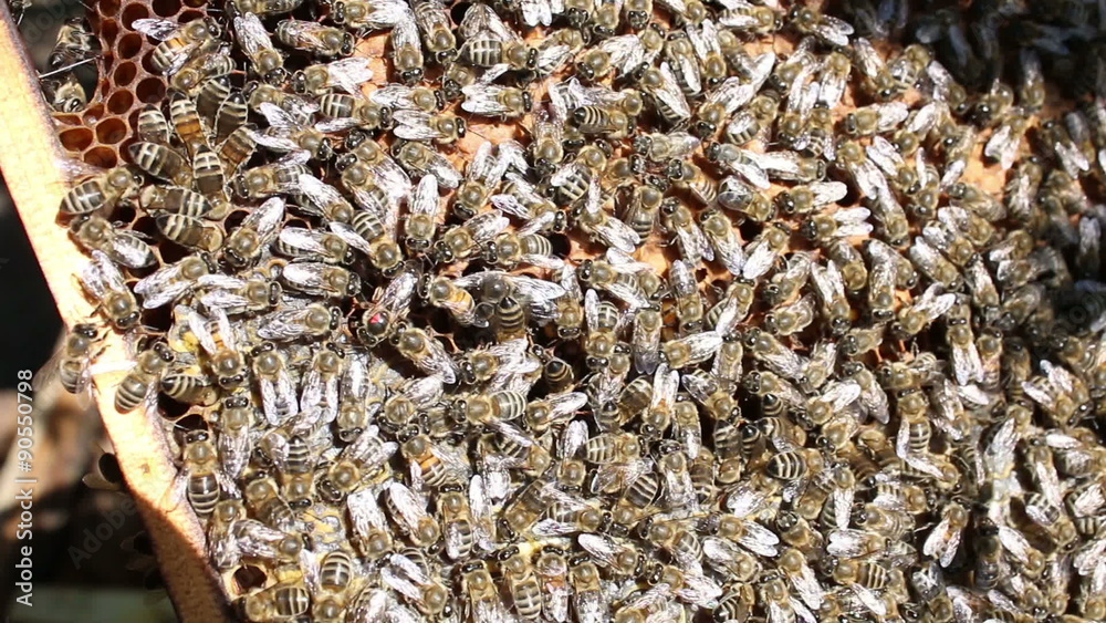 Beekeeper collecting honey in the garden from bee apiary Beekeeper collecting honey in the garden from bee apiary
