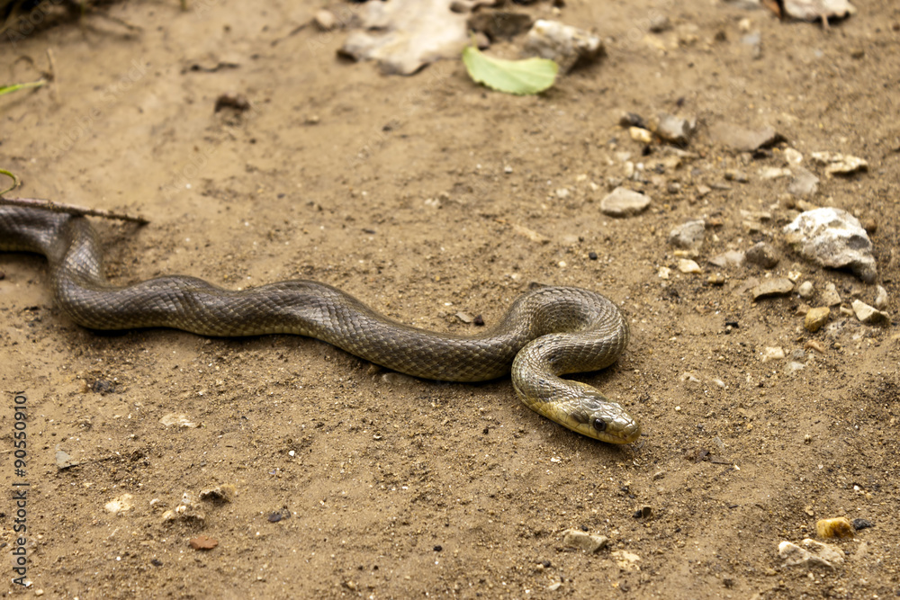 Natrix Maura snake