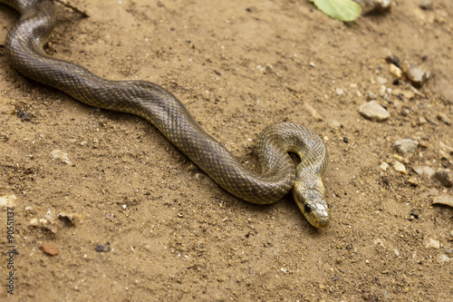 Natrix Maura snake