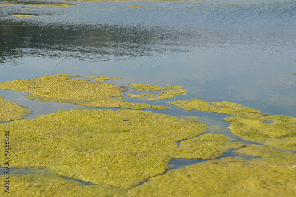 Algae in river rhine