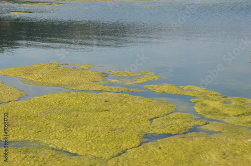 Algae in river rhine