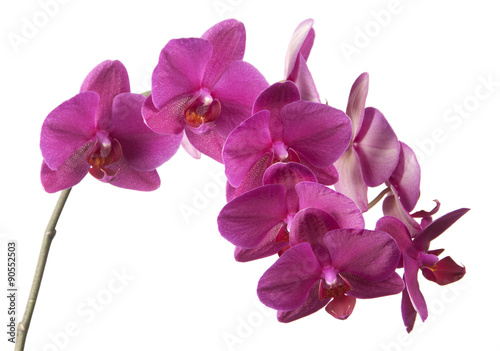 Phalaenopsis orchid flowers  butterfly orchid 