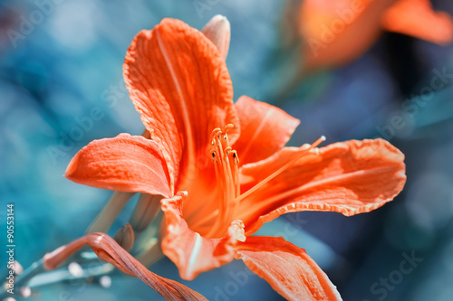 Hemerocallis - Beautiful daylily flowers blossom in the garden photo