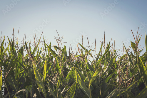 corn field photo