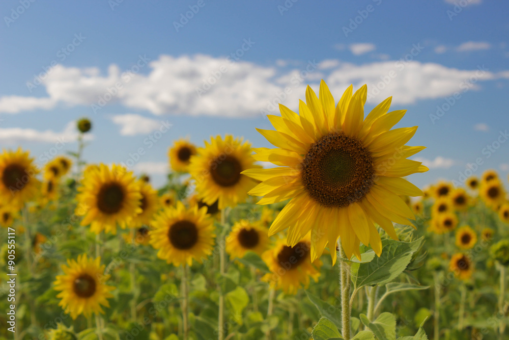 Sunflowers on a green field during blooming and harvest Sunflowers on a green field during blooming and harvest